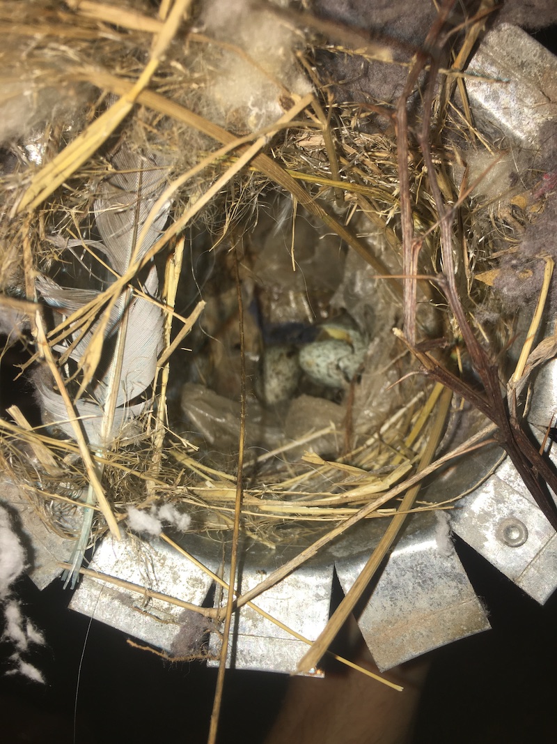 birds and bird nest inside air duct
